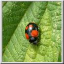 Adalia bipunctata - Zweipunkt 07.jpg